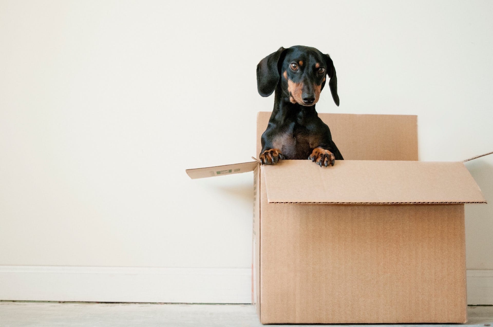 1 5 tips for moving with pets